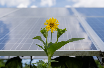 Sunflower in front of a solar panel
