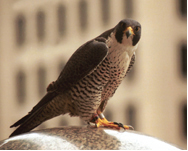 peregrine falcons