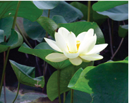 American Lotus