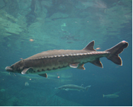 Lake Sturgeon