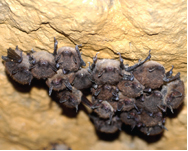 bats