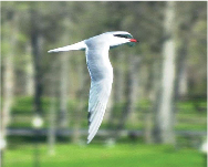 common terns